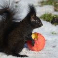 Eichhörnchen - Red Squirrel