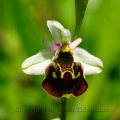 Hummel-Ragwurz - Late Spider Orchid