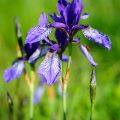Sibirische Schwertlilie - Siberian Iris
