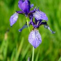 Sibirische Schwertlilie - Siberian Iris