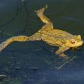 Erdkröte - Common Toad