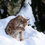 Europäischer Luchs - European Lynx
