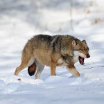 Wolf (Canis lupus) Wolves