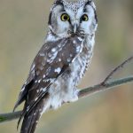 Raufußkauz-Boreal Owl