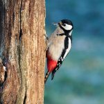 Buntspecht - Spotted Woodpecker