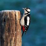 Buntspecht - Spotted Woodpecker