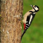 Buntspecht (Dendrocopos major) Spotted Woodpecker