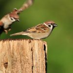 Feldsperling - Tree Sparrow