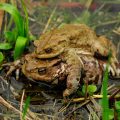 Erdkröte - Common Toad