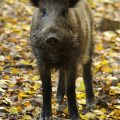 Wildschwein - Wild Boar