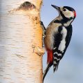 Buntspecht -Spotted Woodpecker