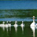 Höckerschwan - Mute Swan