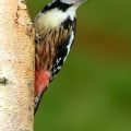 Mittelspecht - Middle-spotted Woodpecker