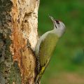 Grauspecht - Grey-headed Woodpecker