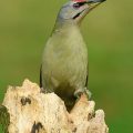 Grauspecht - Grey-headed Woodpecker