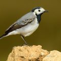 Bachstelze - Pied Wagtail