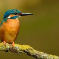 Eisvogel (Alcedo atthis) River Kingfisher