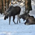 Elch (Alces alces) Moose