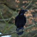 Kolkrabe - Raven