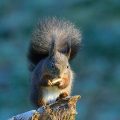 Eichhörnchen (Sciurus vulgaris) Red Squirrel
