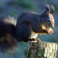 Eichhörnchen (Sciurus vulgaris) Red Squirrel
