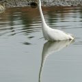 Silberreiher - Great White Egret