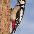 untspecht - Spotted Woodpecker