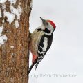 Mittelspecht - Middle-spotted Woodpecker