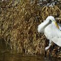 Silberreiher - Great White Egret