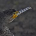 Kormoran (Phalacrocorax carbo) Cormorant