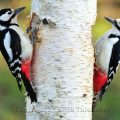 untspecht - Spotted Woodpecker
