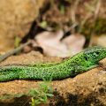 Zauneidechse - Sand Lizard