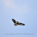 Fischadler - Osprey