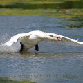 Höckerschwan - Mute Swan
