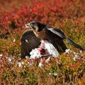 Wanderfalke - Peregrine Falcon