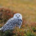 Schnee-Eule - Snowy Owl