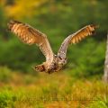 Uhu (Bubo bubo) Eagle Owl