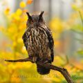 Uhu (Bubo bubo) Eagle Owl