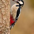 Buntspecht -Spotted Woodpecker