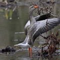 Graugans - Greylag Goose