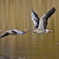 Graugänse im Flug - Greylag Geese, flying
