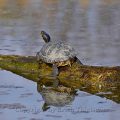 Gelbbauch-Schmuckschildkröte - Yellowbelly slider