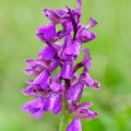 Kleines Knabenkraut (Orchis morio) Green-winged Orchid