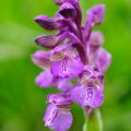Kleines Knabenkraut (Orchis morio) Green-winged Orchid
