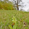 Blasses Knabenkraut (Orchis pallens) Pale-flowered Orchid