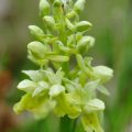 Blasses Knabenkraut (Orchis pallens) Pale-flowered Orchid