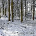 Winterwald - Winter forest