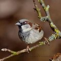 Haussperling, Spatz (Passer domesticus) House Sparrow