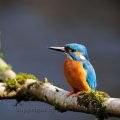 Eisvogel-River Kingfisher