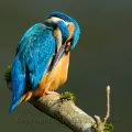 Eisvogel-River Kingfisher